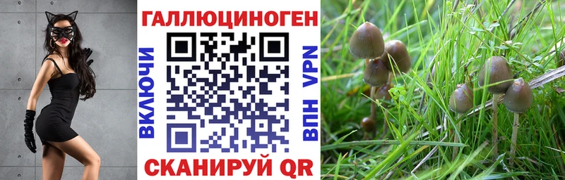 купить  цена  Шуя  Псилоцибиновые грибы прущие грибы 